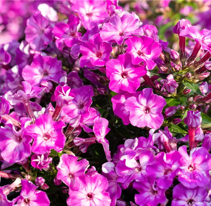 Hohe Garten-Flammenblume 'Early® Purple Eye'