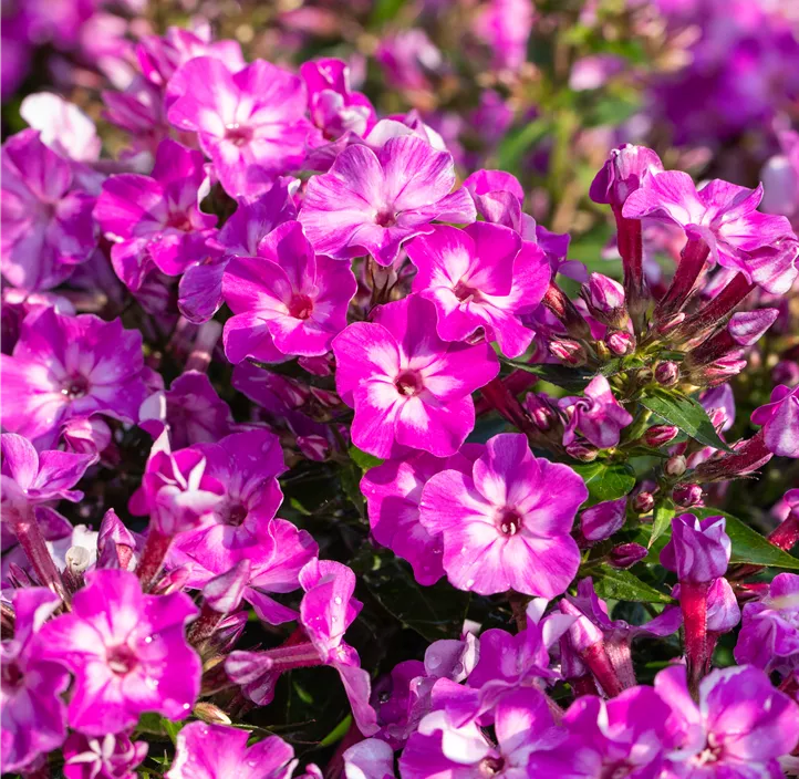Hohe Garten-Flammenblume 'Early® Purple Eye'
