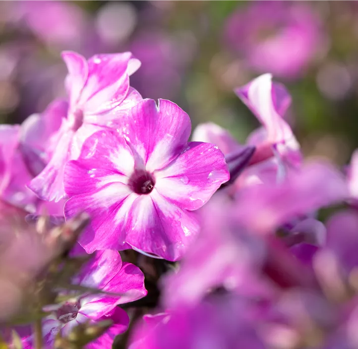 Hohe Garten-Flammenblume 'Early® Purple Eye'