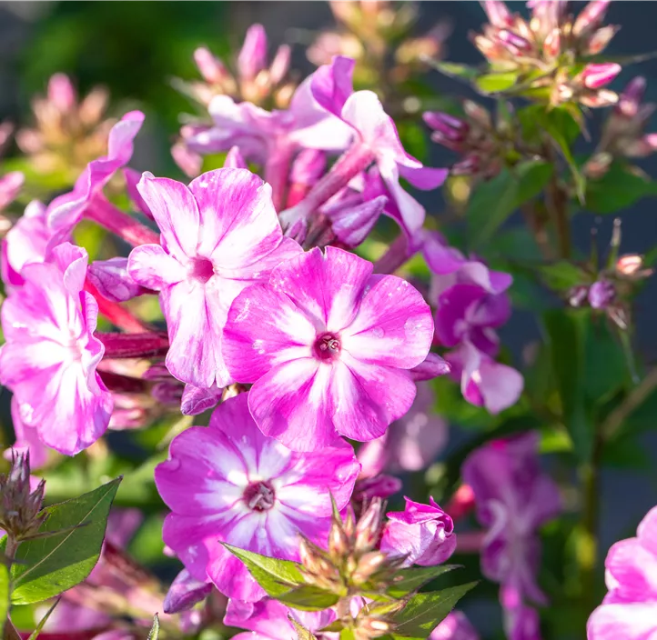 Hohe Garten-Flammenblume 'Early® Purple Eye'