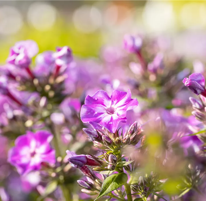 Hohe Garten-Flammenblume 'Early® Purple Eye'