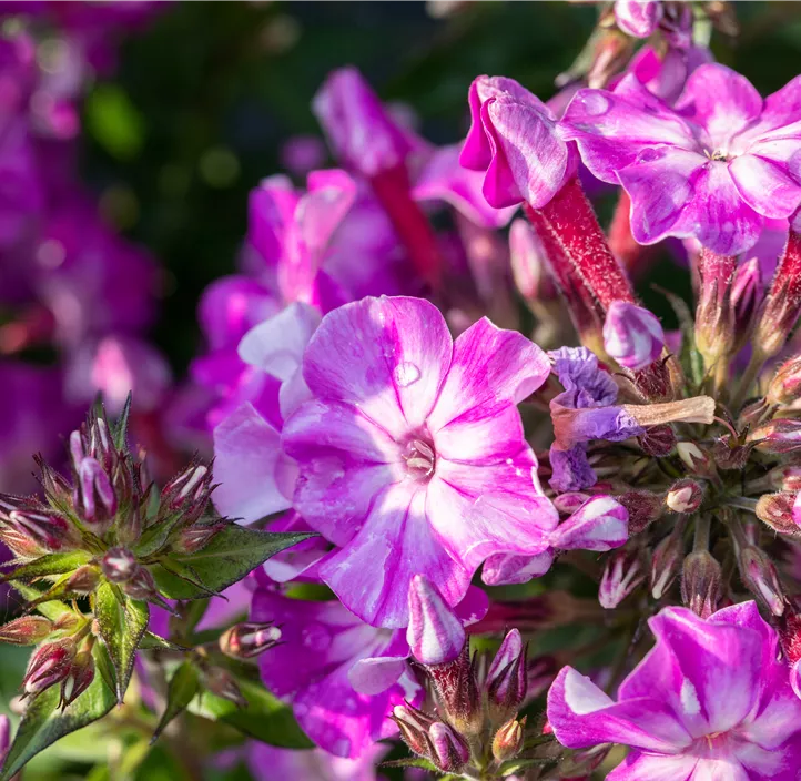 Hohe Garten-Flammenblume 'Early® Purple Eye'