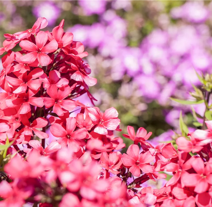 Hohe Garten-Flammenblume 'Early® Red'