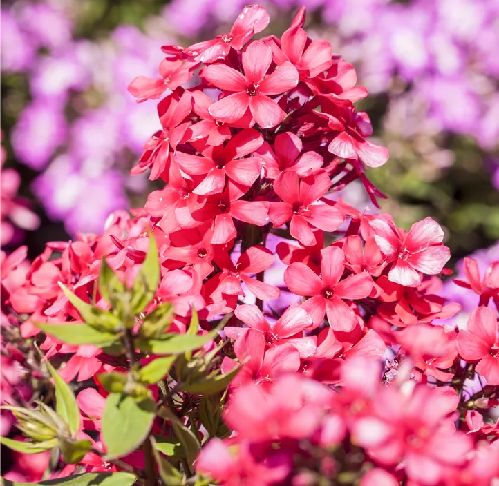 Hohe Garten-Flammenblume 'Early® Red'