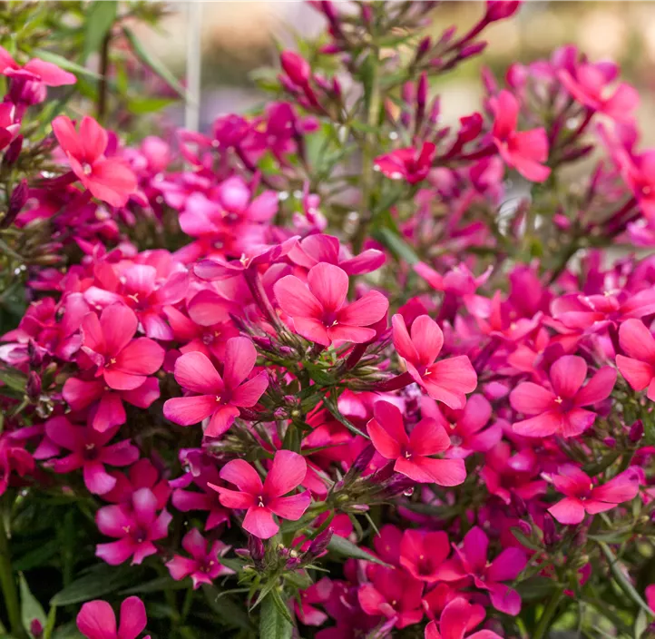 Hohe Garten-Flammenblume 'Early® Red'