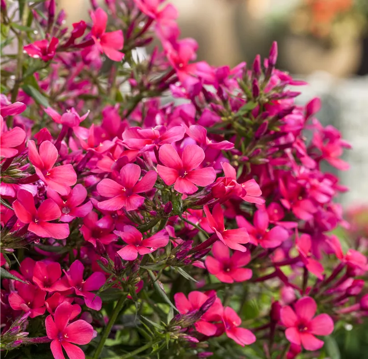 Hohe Garten-Flammenblume 'Early® Red'