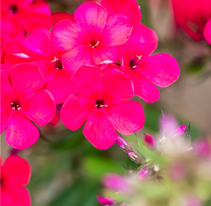 Hohe Garten-Flammenblume 'Early® Red'