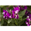 bellaflora Gartencenter GmbH