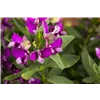 bellaflora Gartencenter GmbH