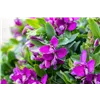 bellaflora Gartencenter GmbH