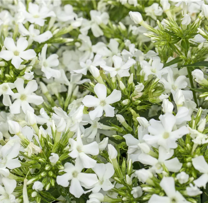 Hohe Garten-Flammenblume 'Early® White'