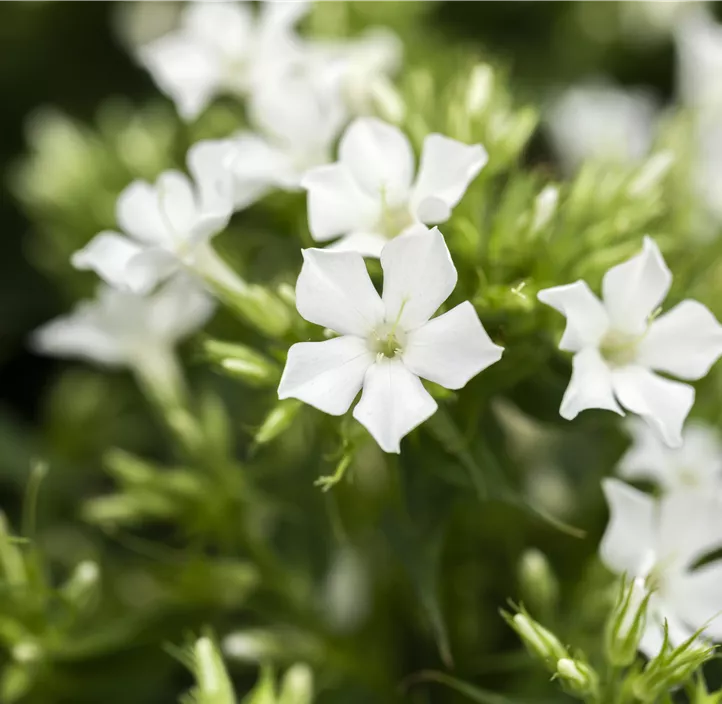 Hohe Garten-Flammenblume 'Early® White'