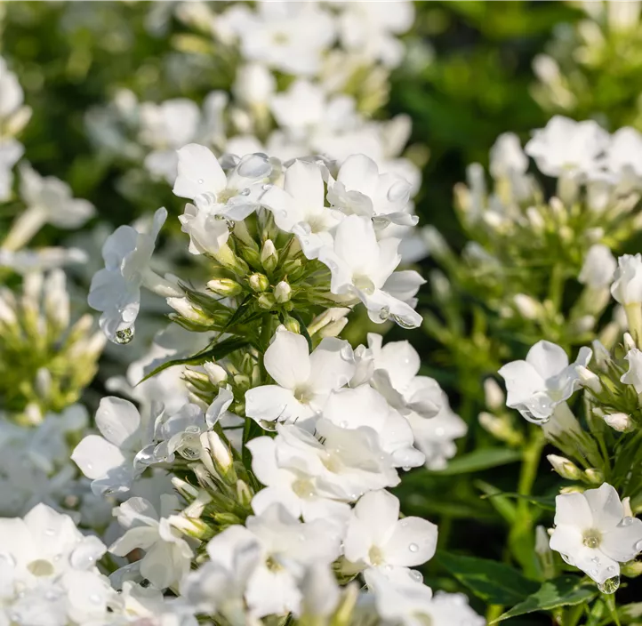 Hohe Garten-Flammenblume 'Early® White'