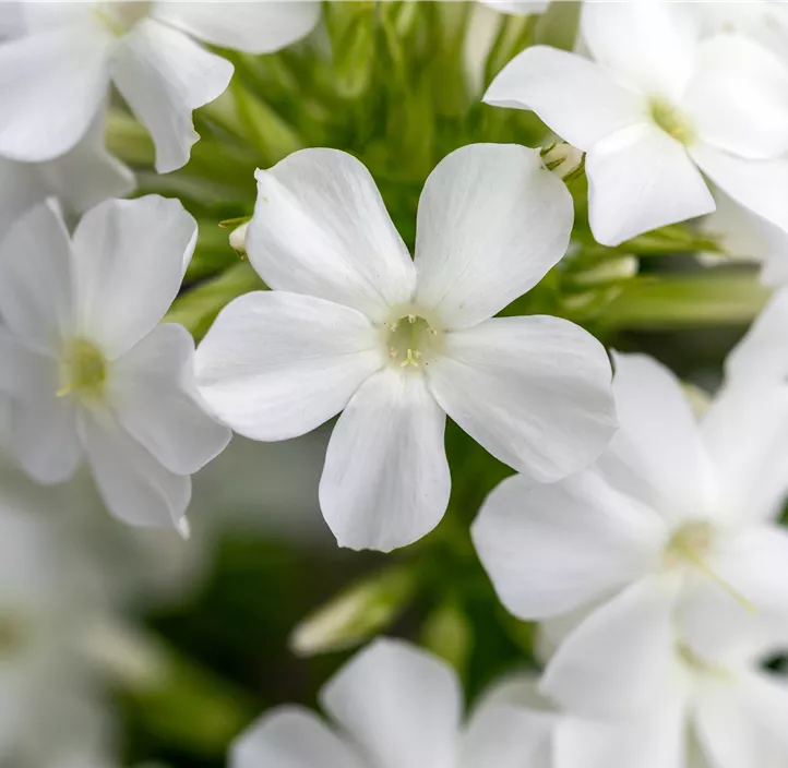 Hohe Garten-Flammenblume 'Early® White'