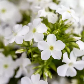 Phlox paniculata Early White