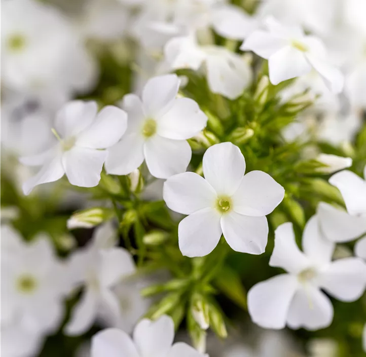 Hohe Garten-Flammenblume 'Early® White'