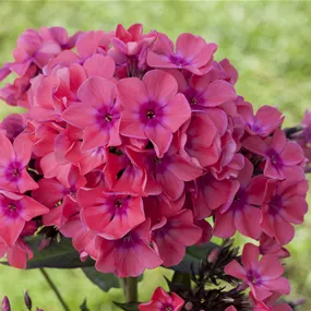 Phlox paniculata 'Flame Coral'