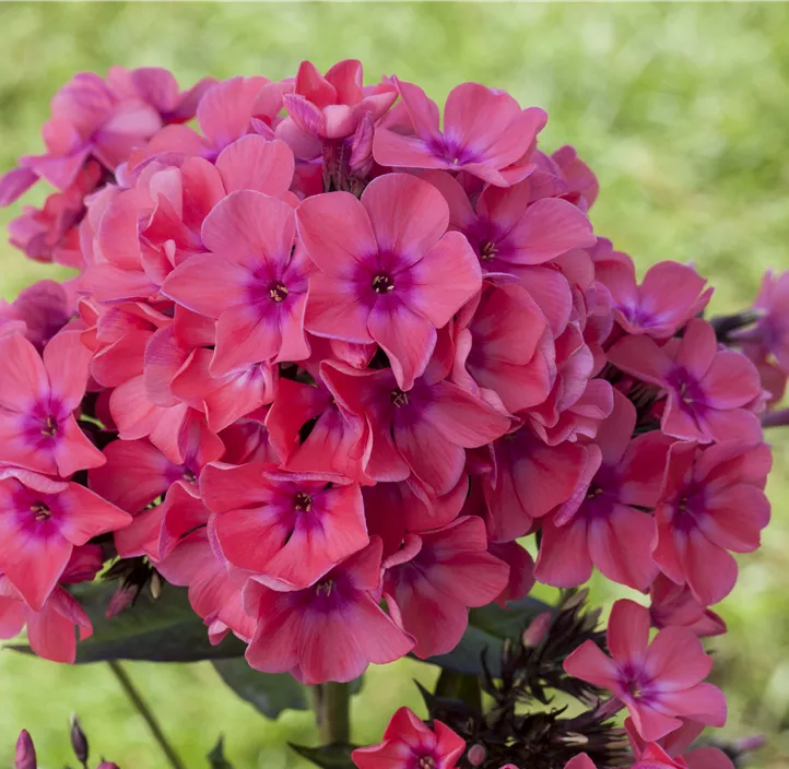 Hohe Garten-Flammenblume 'Pink Flame'®