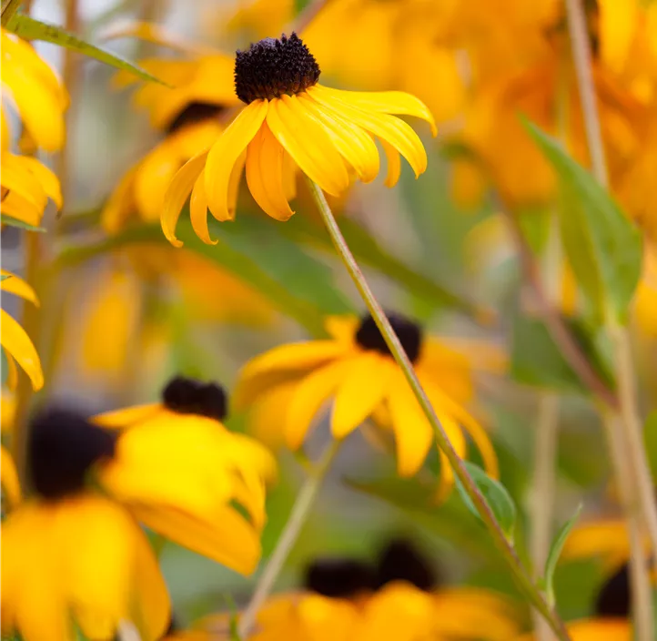 Leuchtender Garten-Sonnenhut 'Goldsturm'