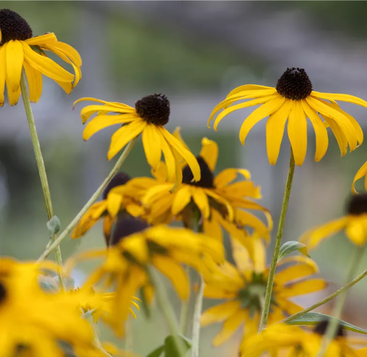 Leuchtender Garten-Sonnenhut 'Goldsturm'