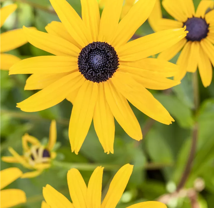 Leuchtender Garten-Sonnenhut 'Goldsturm'