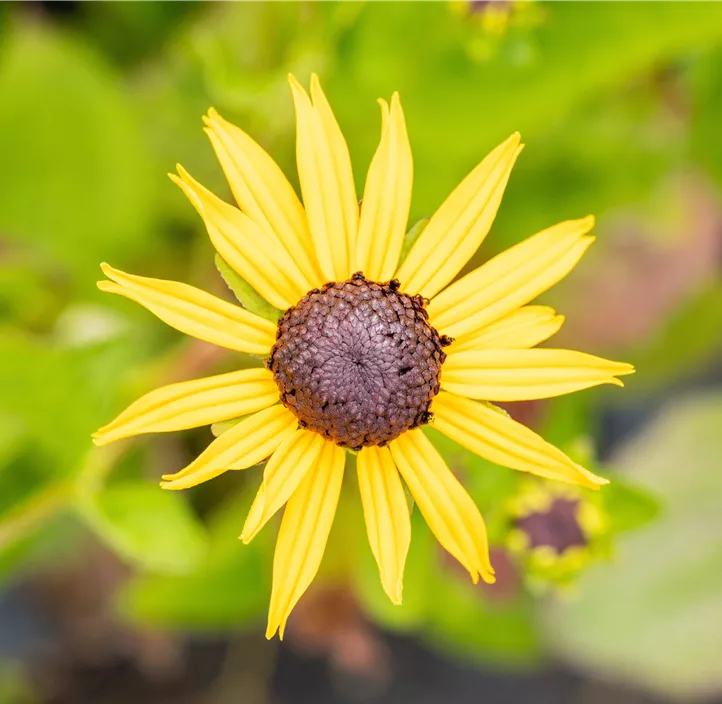 Leuchtender Garten-Sonnenhut 'Goldsturm'