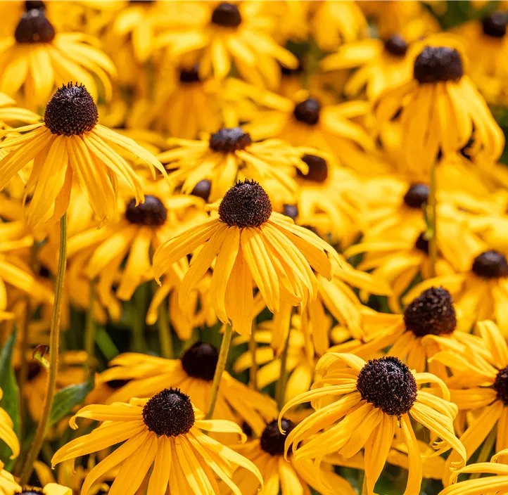 Leuchtender Garten-Sonnenhut 'Goldsturm'