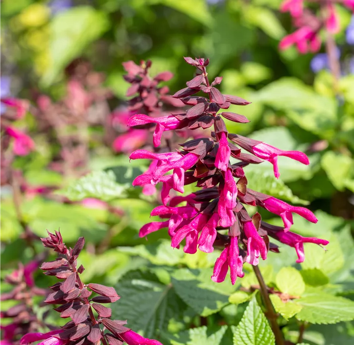 Ziersalbei ROCKIN 'Fuchsia'