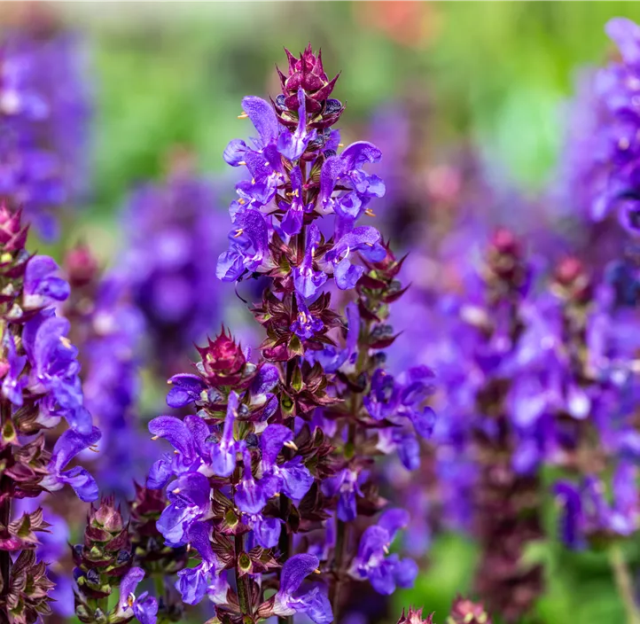 Garten-Blüten-Salbei 'Marvel Dark Blue'