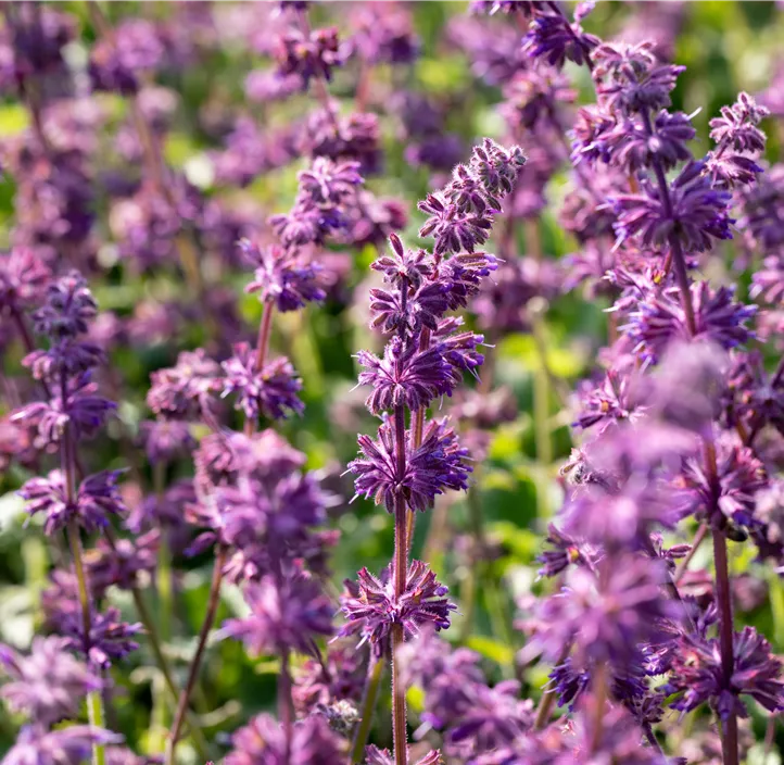 Quirlblütiger Garten-Salbei 'Purple Rain'