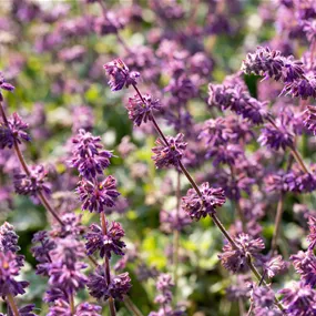 Salvia verticilata 'Purple Rain'