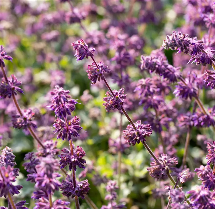 Quirlblütiger Garten-Salbei 'Purple Rain'