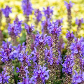 Salvia nemorosa Marvel Sky Blue