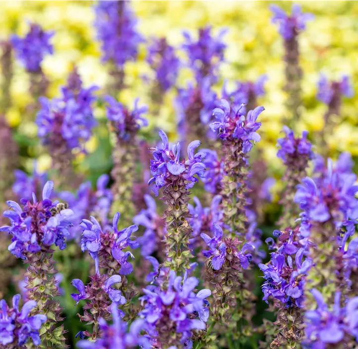 Garten-Blüten-Salbei 'Sky Blue Marvel'
