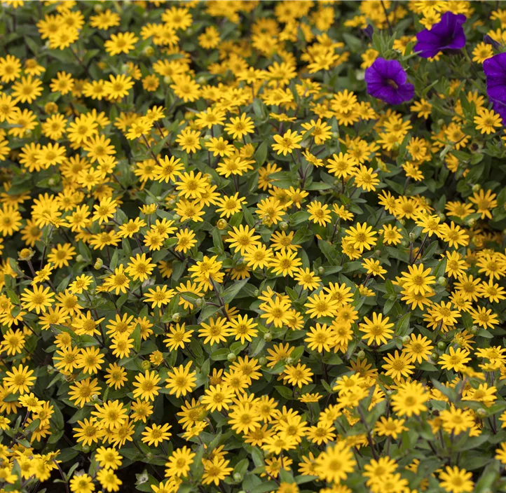 Aztekengold 'Great Talya '