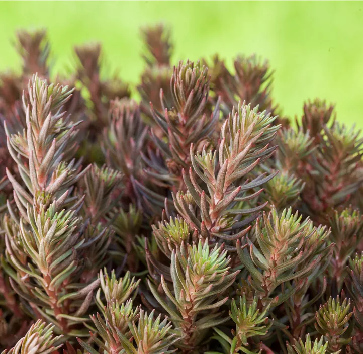 Nickendes Fettblatt 'Chocolate Ball'