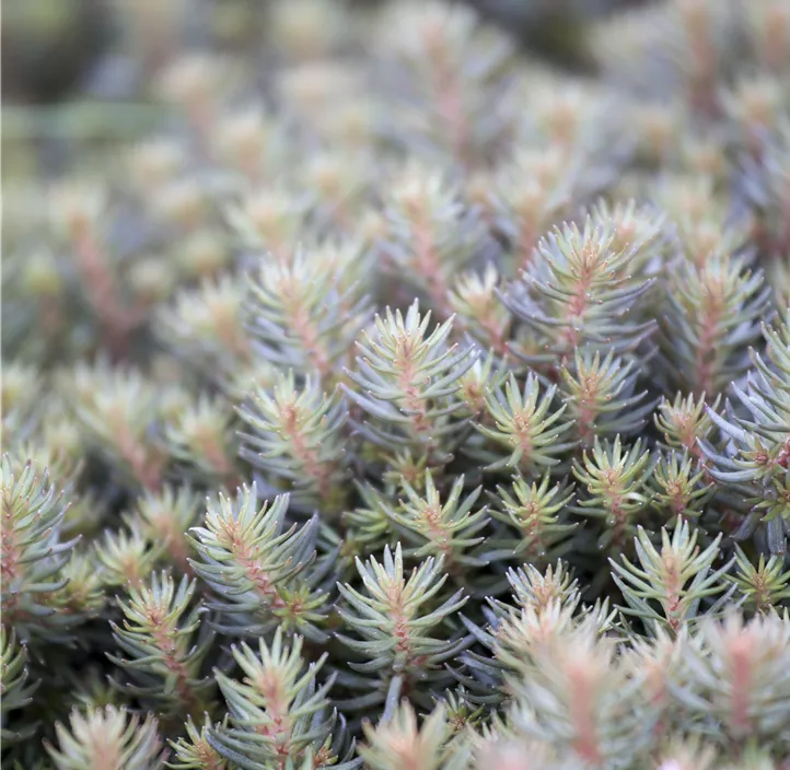 Nickendes Fettblatt 'Chocolate Ball'