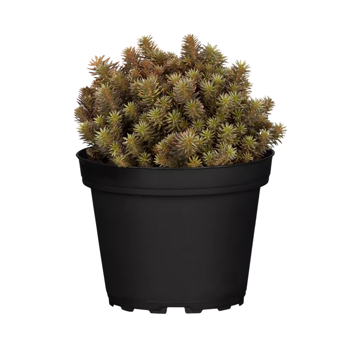 Nickendes Fettblatt 'Chocolate Ball'