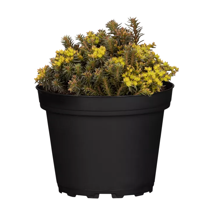 Nickendes Fettblatt 'Chocolate Ball'