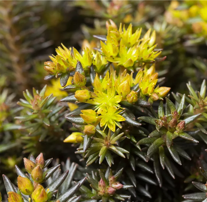 Nickendes Fettblatt 'Chocolate Ball'