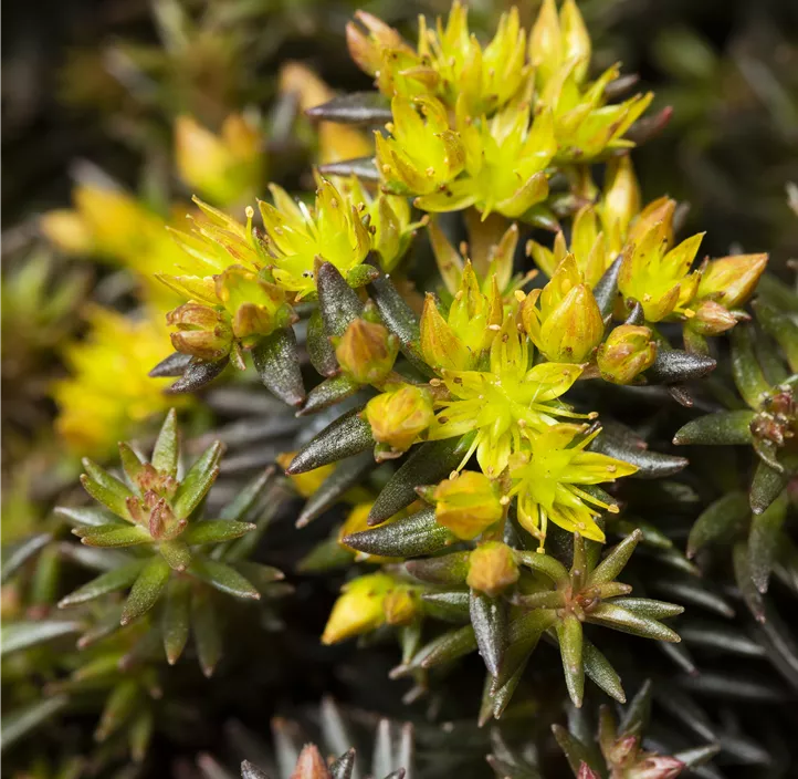 Nickendes Fettblatt 'Chocolate Ball'