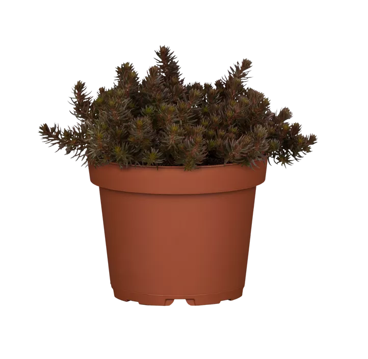 Nickendes Fettblatt 'Chocolate Ball'