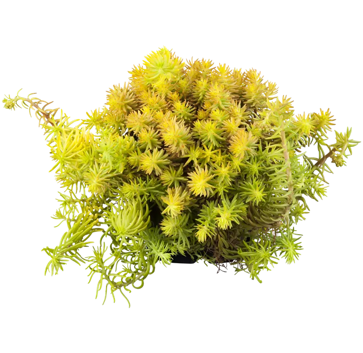 Nickendes Fettblatt 'Angelina'