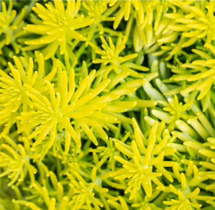 Nickendes Fettblatt 'Angelina'