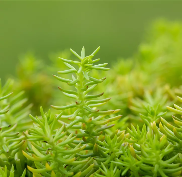 Nickendes Fettblatt 'Angelina'