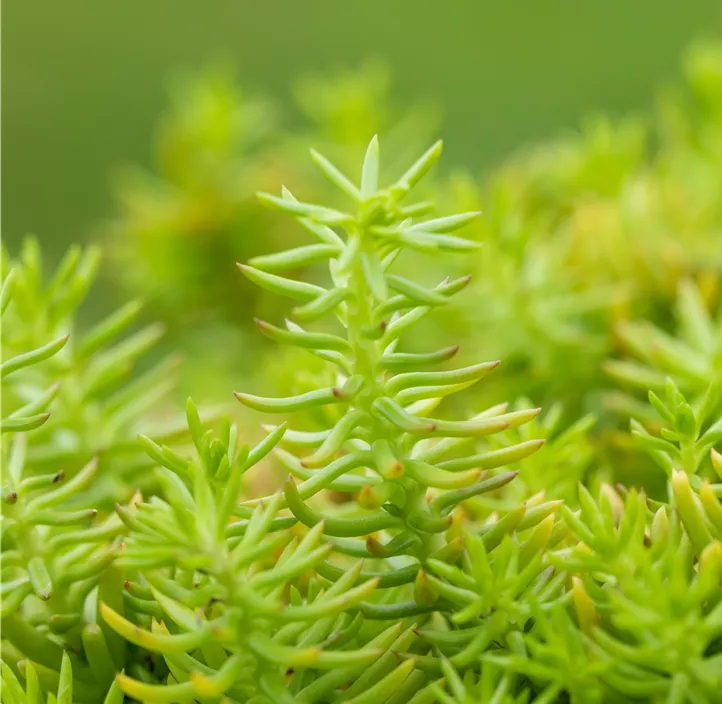 Nickendes Fettblatt 'Angelina'