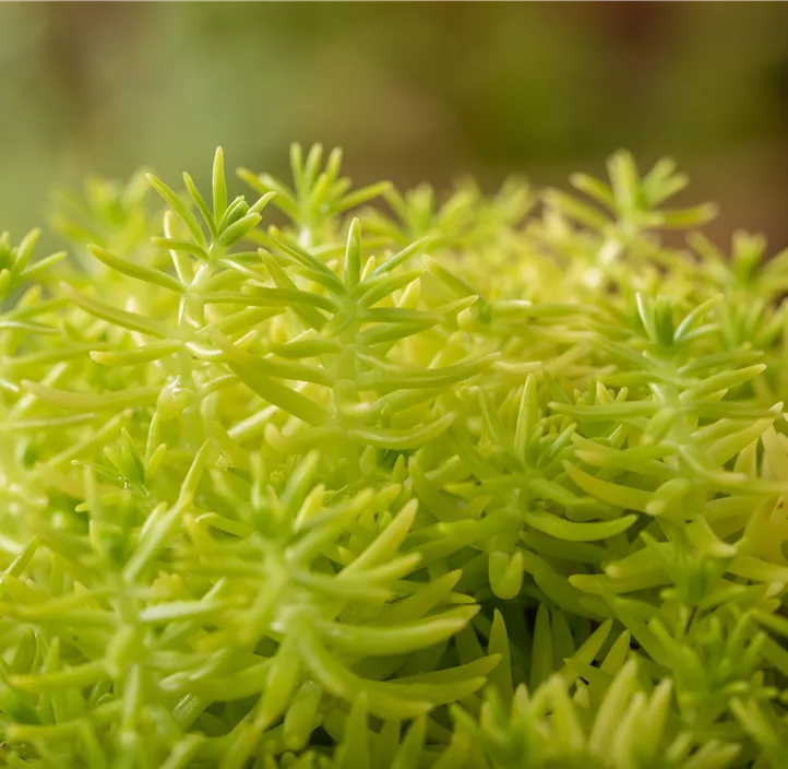 Nickendes Fettblatt 'Angelina'