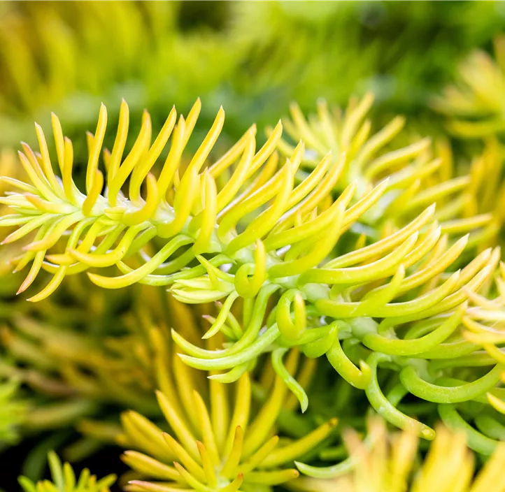 Nickendes Fettblatt 'Angelina'