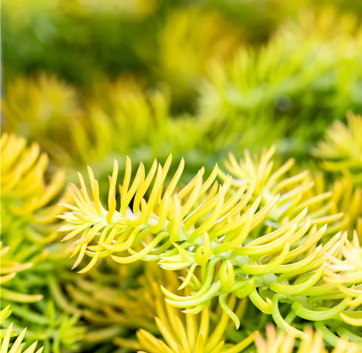 Nickendes Fettblatt 'Angelina'