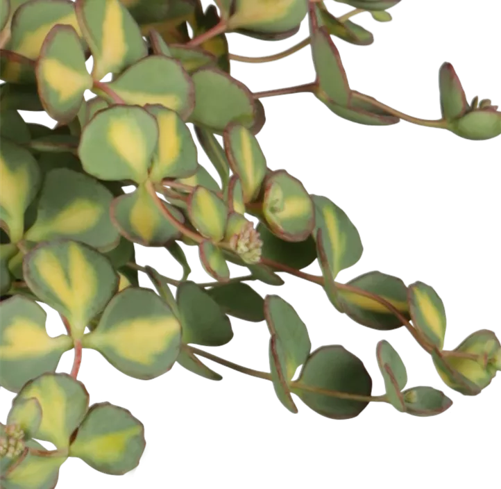 Buntblättriges Oktober-Fettblatt 'Mediovariegatum'